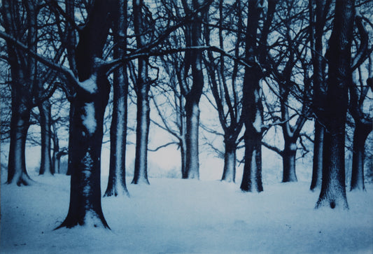 In the Deep Dark Wood