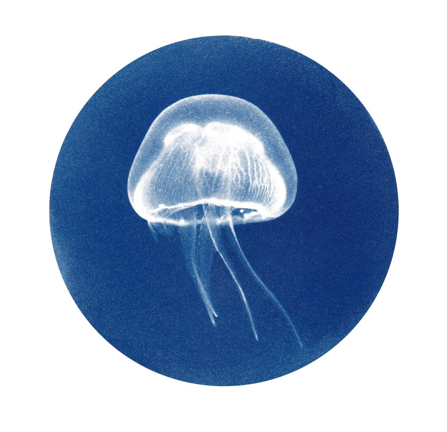 Jellyfish