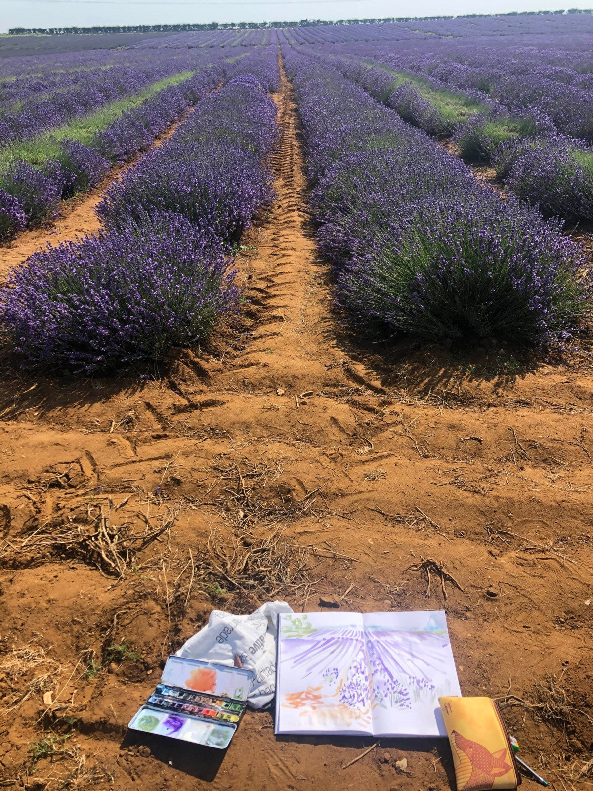 Lavender Fields