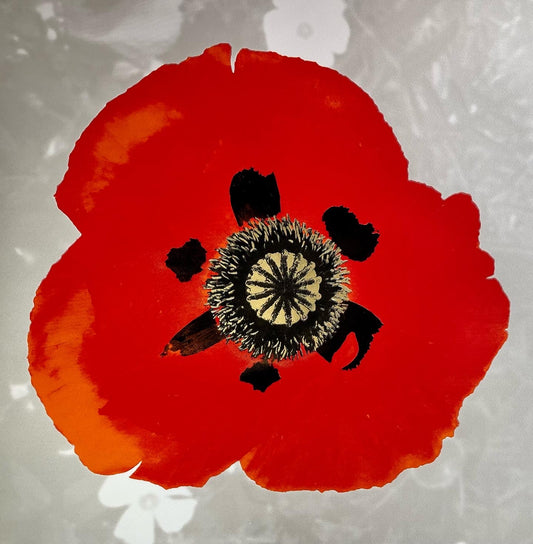 Poppy on Silver