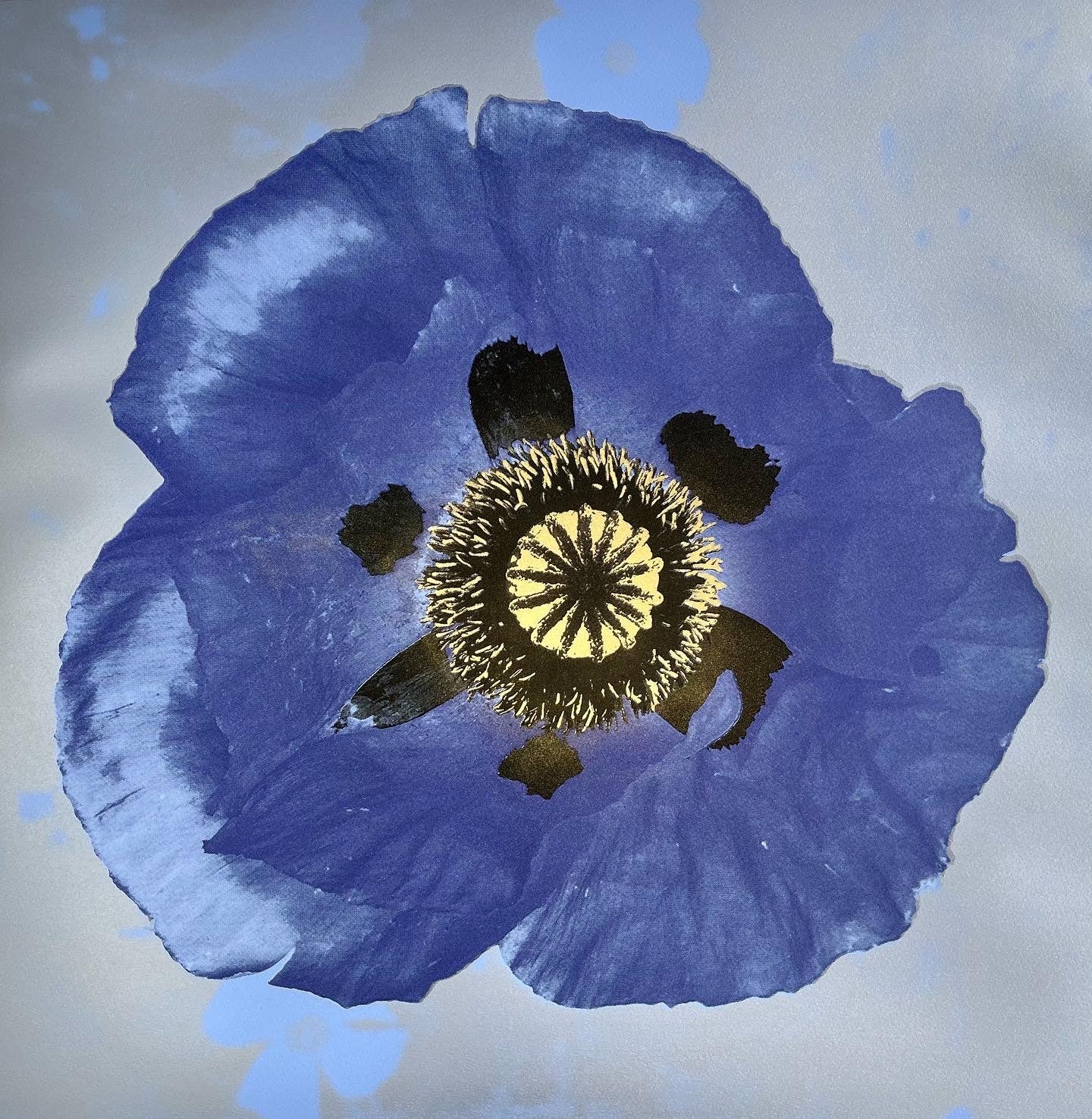Purple Poppy on Lavender and Silver