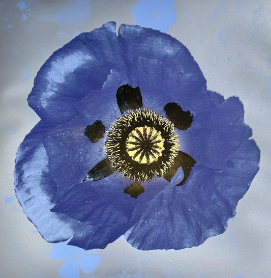 Purple Poppy on Lavender and Silver