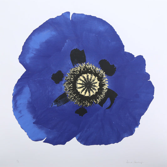 Purple Poppy on White