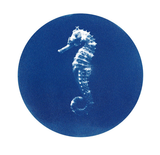 Seahorse