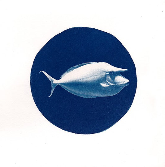 Unicorn Fish