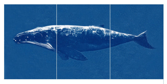 Megaptera (Humpback Whale)