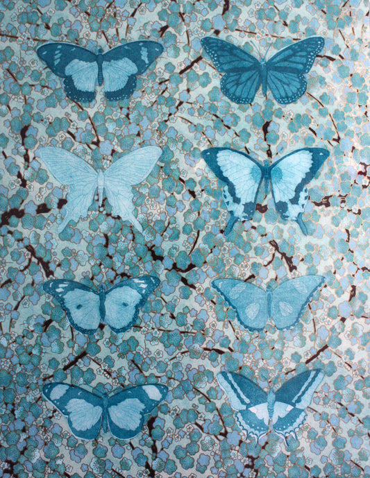 Lepidoptera, Light Blue